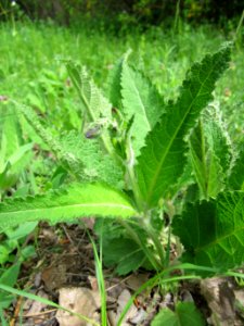 20130502Salvia_pratensis4