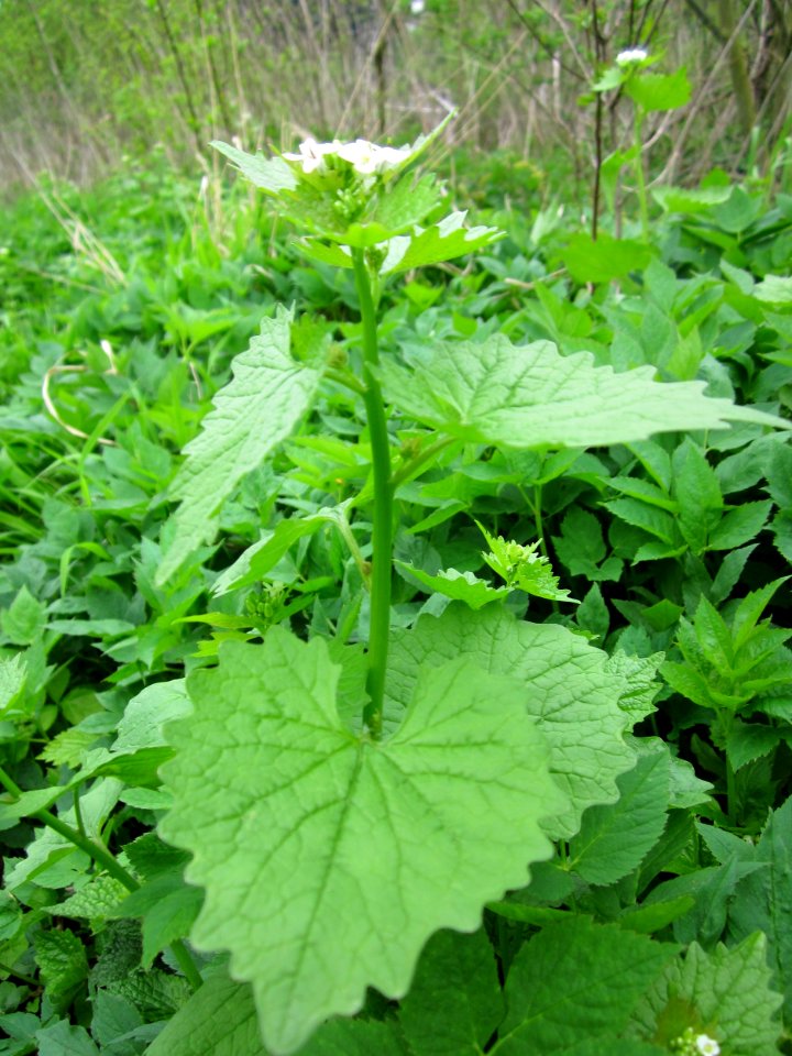 20130501Alliaria_petiolata2