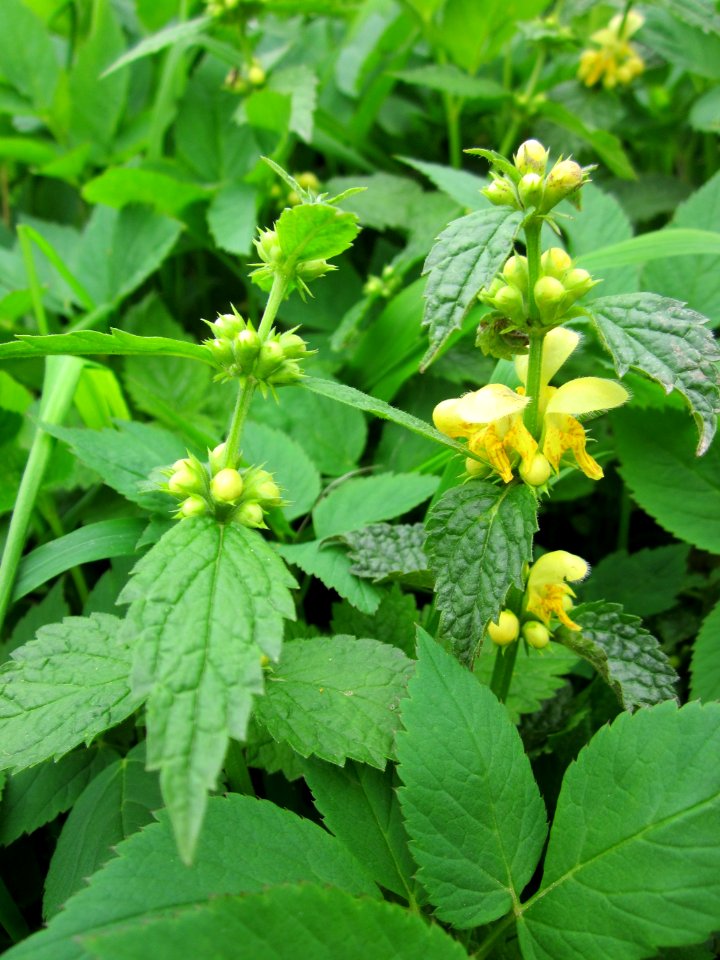 20130501Lamiastrum_galeobdolon1