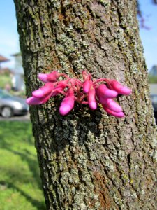 20130502Judasbaum_Hockenheim08