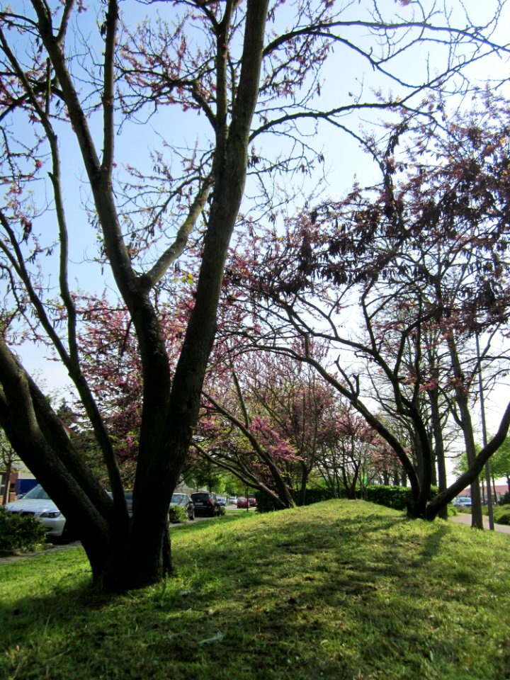 20130502Judasbaum_Hockenheim13