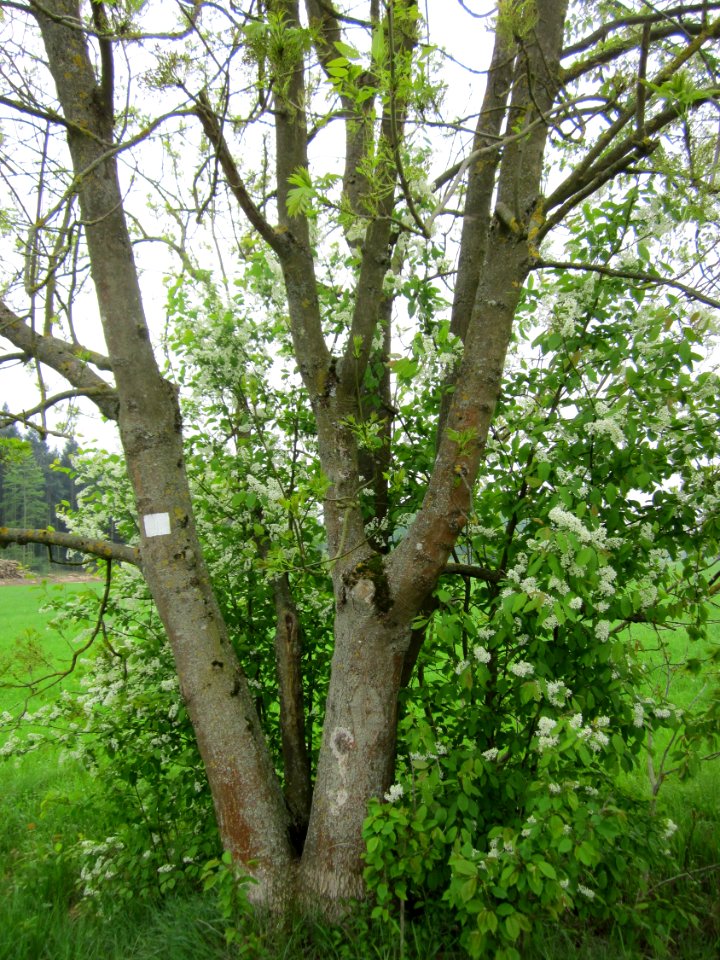 20130501Fraxinus_excelsior1