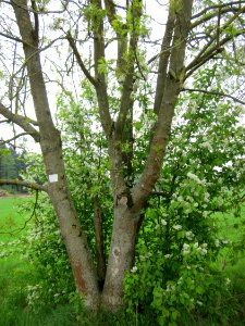 20130501Fraxinus_excelsior1