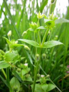 20130503Cerastium_fontanum3
