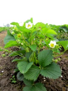 20130501Erdbeeren_Reilingen