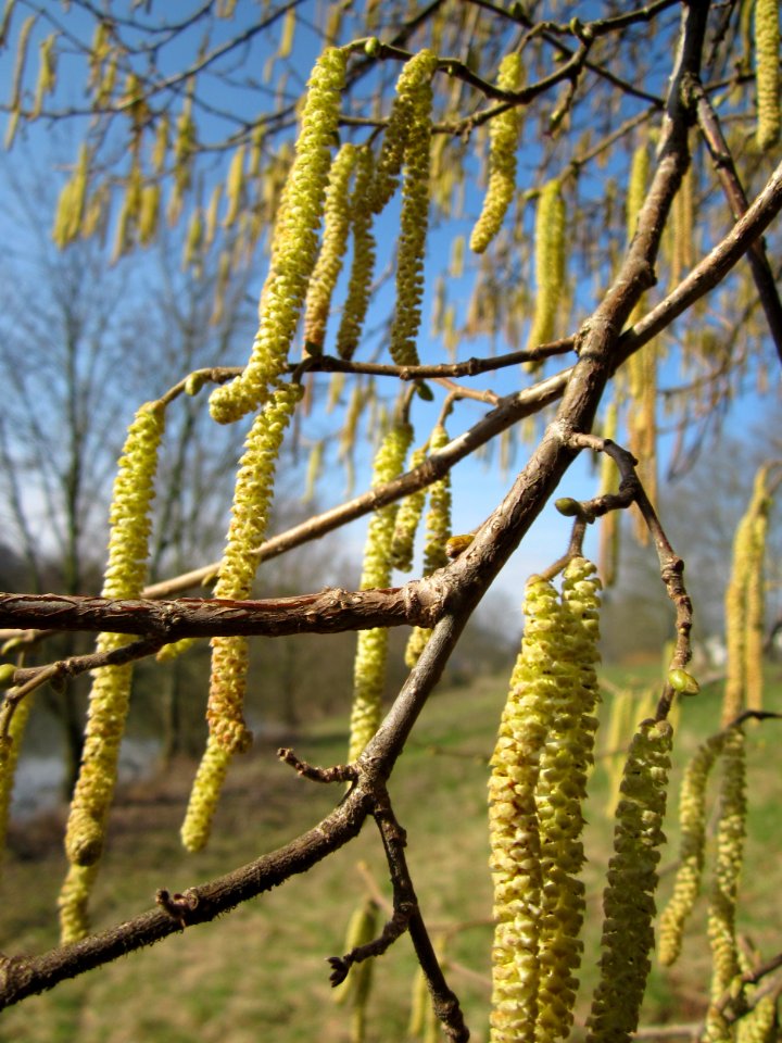 20130305Haselnuss_Saar4