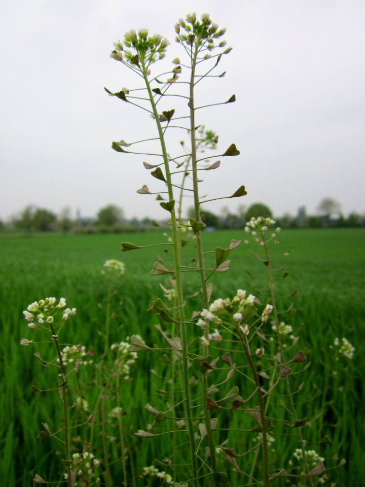 20130501Hirtentaeschel_Reilingen