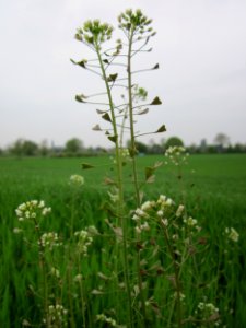 20130501Hirtentaeschel_Reilingen