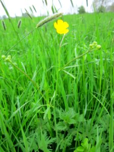 20130501Ranunculus_acris3