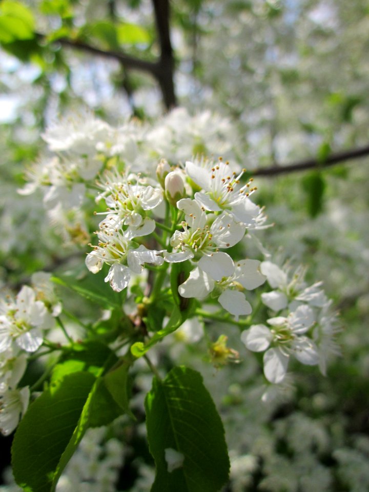 20130429Prunus_avium_Reilingen2