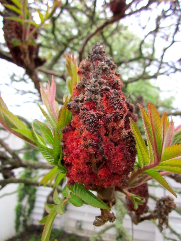 20130430Essigbaum_Hockenheim3