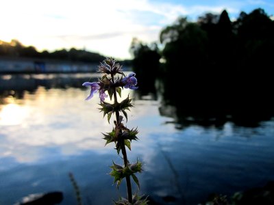 20121001Stachys_palustris1