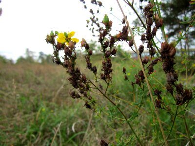 20120924Johanniskraut_Neulussheim