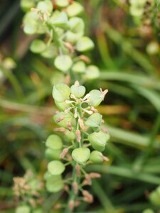 Muscari botryoides asparagus plant asparagaceae photo