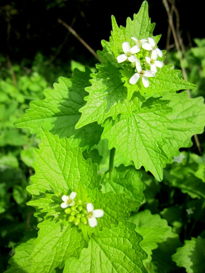 20130429Knoblauchsrauke_Horststuecker1