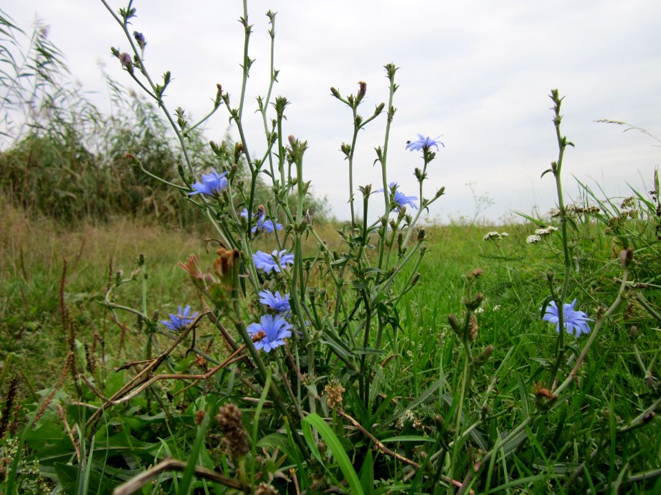 20120923Wegwarte_Hockenheim