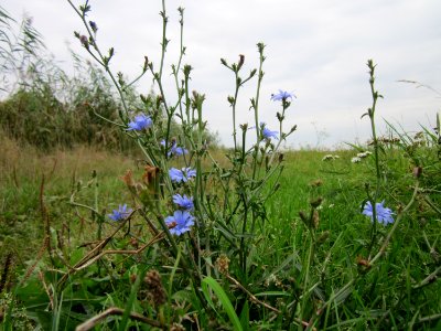 20120923Wegwarte_Hockenheim