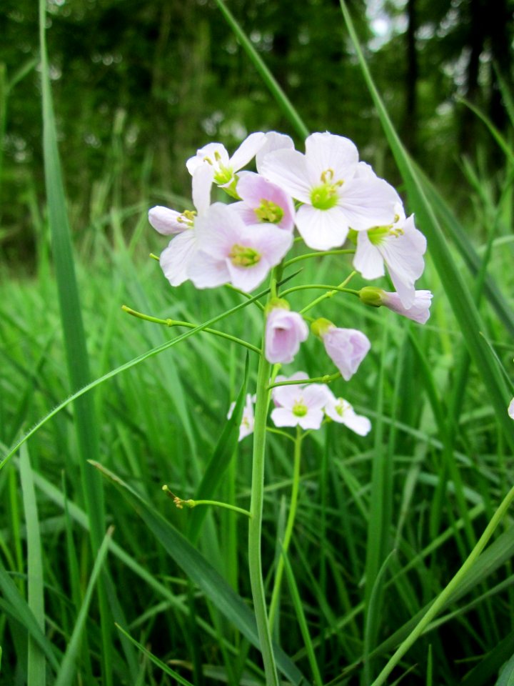 20130501Wiesenschaumkraut_Kisselwiesen5