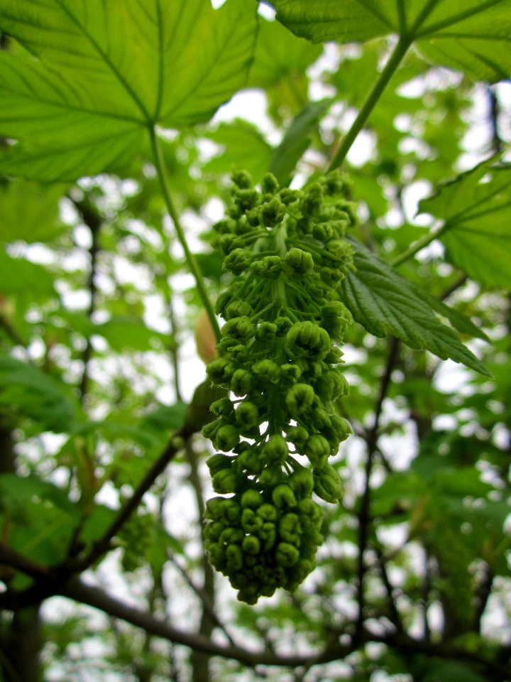 20130501Bergahorn_Reilingen2