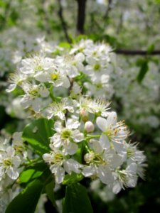 20130429Prunus_avium_Reilingen3