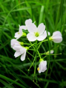 20130501Cardamine_pratensis2
