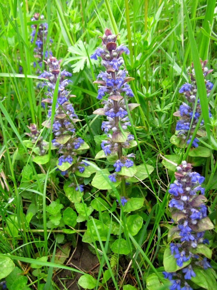 20130501Ajuga_reptans1
