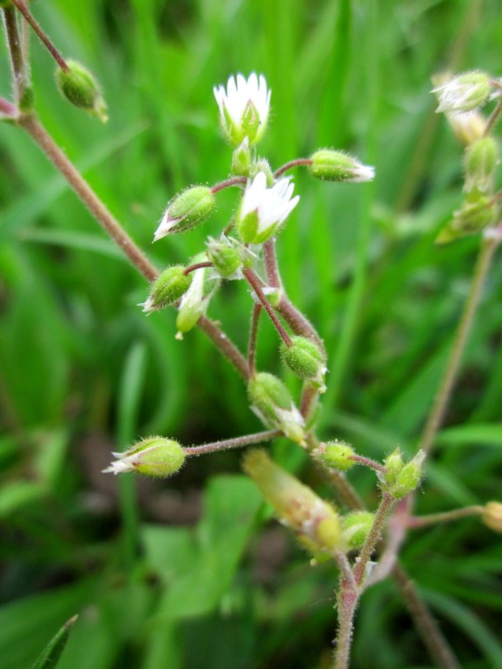 20130501Hornkraut_Reilingen2
