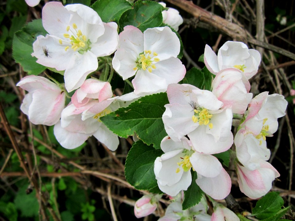 20130501Apfel_Hockenheim2