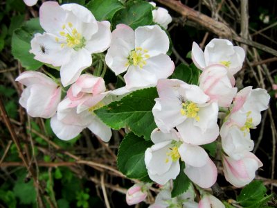 20130501Apfel_Hockenheim2