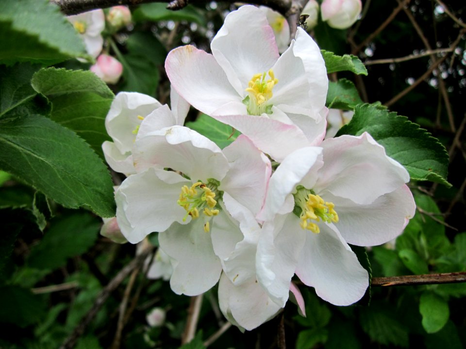 20130501Apfel_Hockenheim4