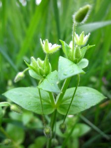 20130503Cerastium_fontanum4
