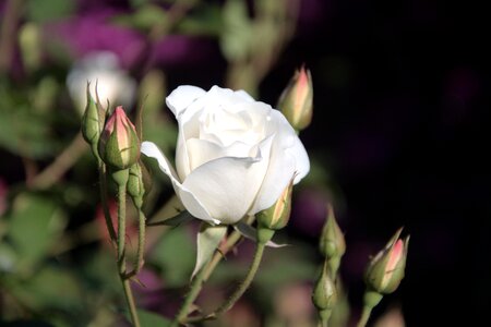 White rose buds spring photo