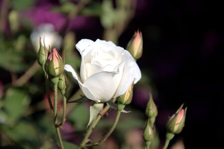 White rose buds spring
