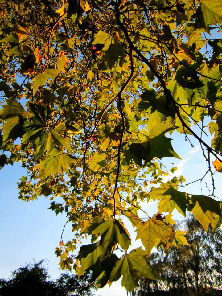 20121001Platane_Saar2
