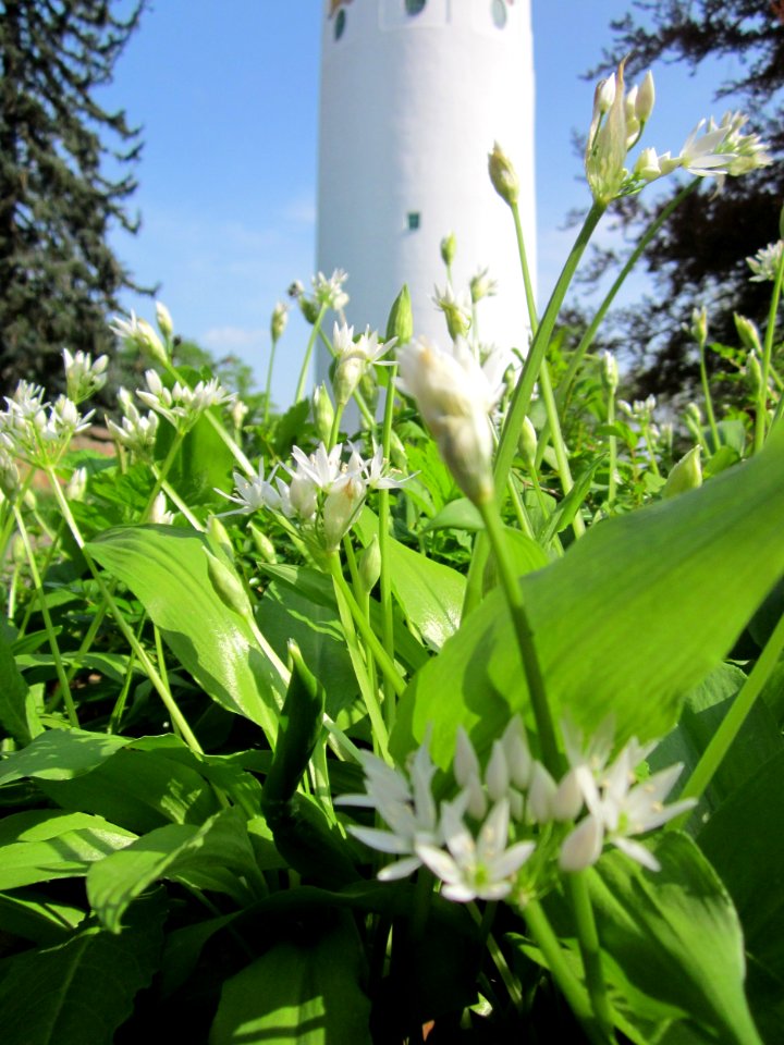 20130502Baerlauch_Hockenheim2