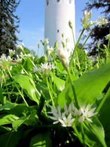 20130502Baerlauch_Hockenheim2