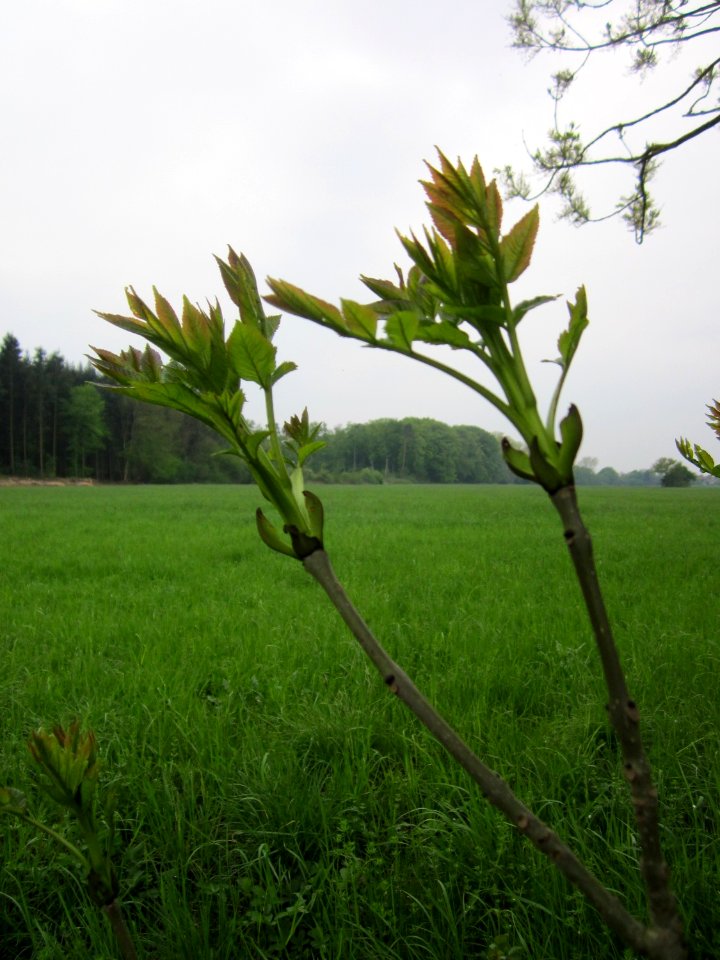 20130501Fraxinus_excelsior3