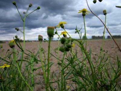 20120924Senecio_inaequidens6