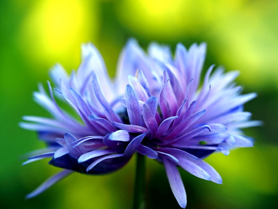 Blue flower summer