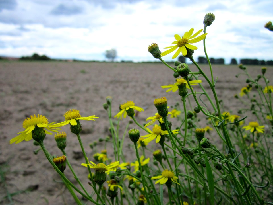 20120924Senecio_inaequidens4