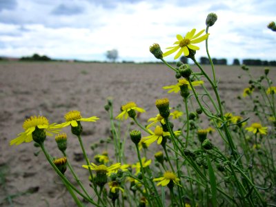 20120924Senecio_inaequidens4