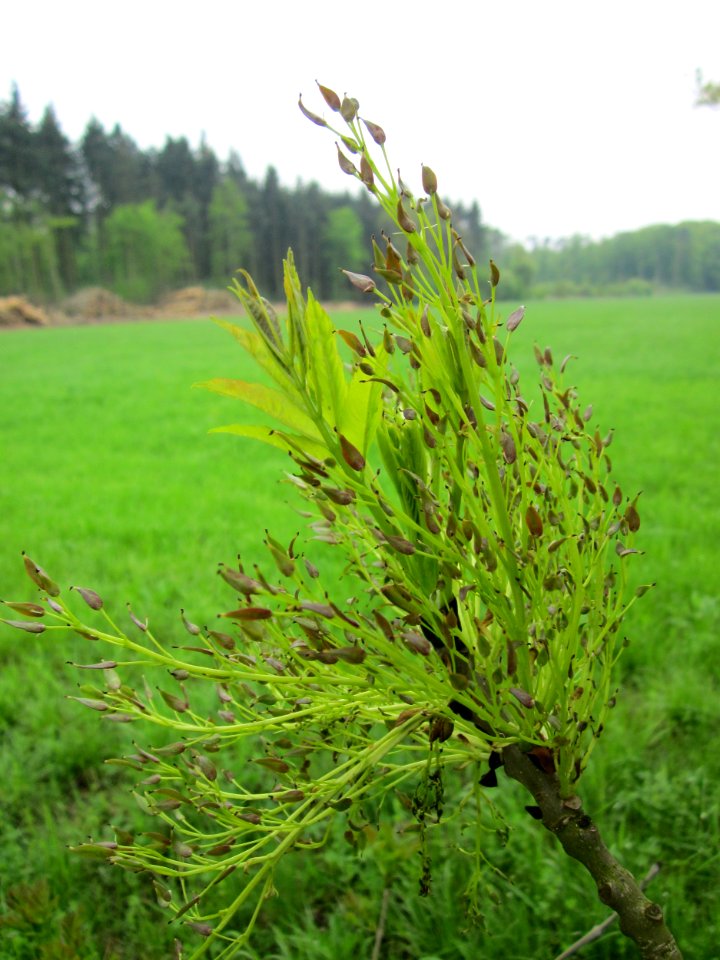 20130501Fraxinus_excelsior2