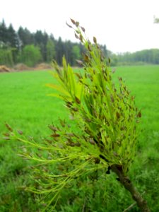 20130501Fraxinus_excelsior2