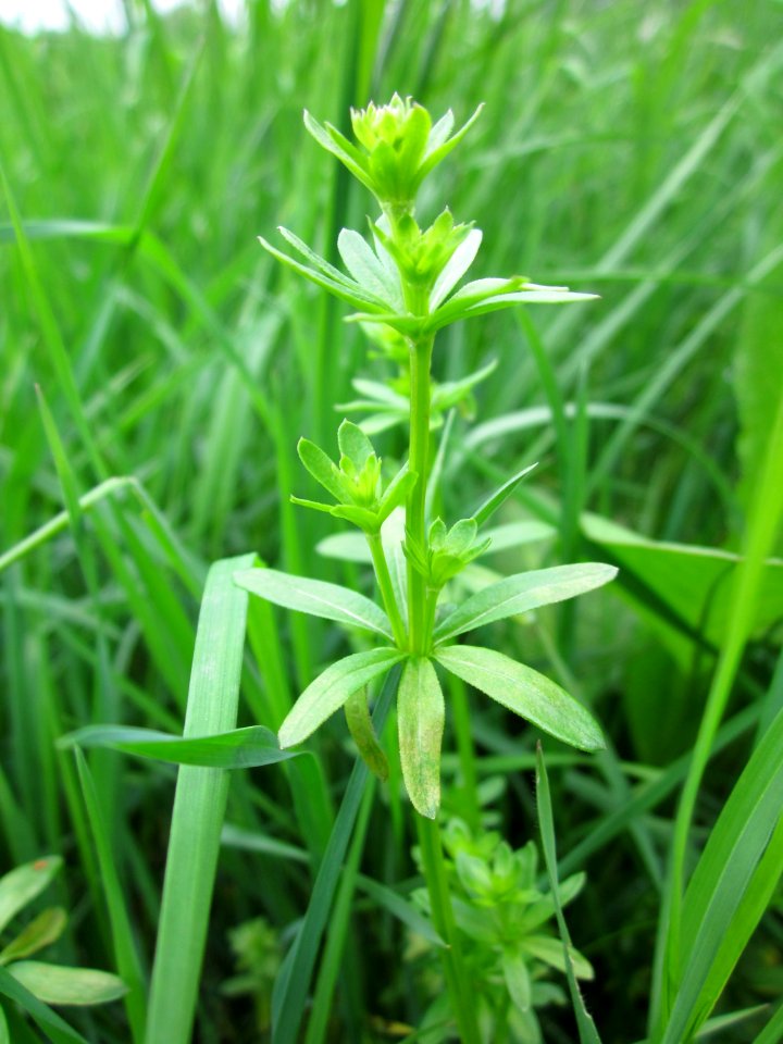 20130501Galium_mollugo1