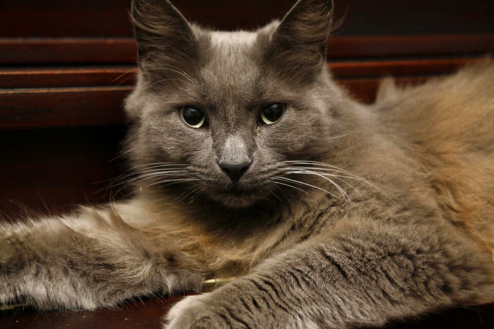 Animal domestic kitten