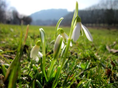 20130305Galanthus_nivalis2