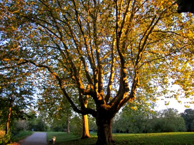 20121001Platane_Saar1