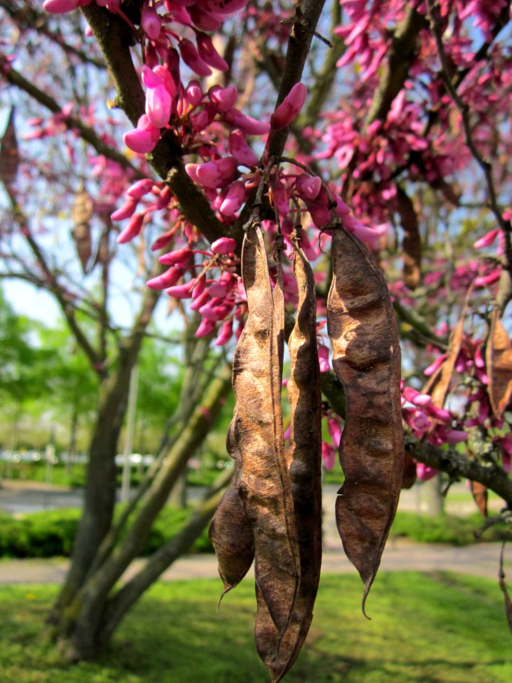 20130502Judasbaum_Hockenheim12