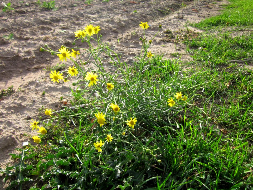 20120924Senecio_inaequidens2