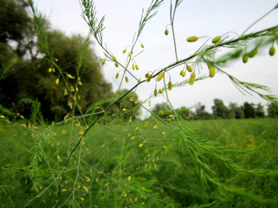 20120923Spargel_Hockenheimer_Rheinbogen2